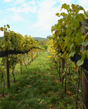 Walks in Vineyard Wine Class & Wine Tasting 'Harvest Season' at LaBelle Winery in Amherst, NH