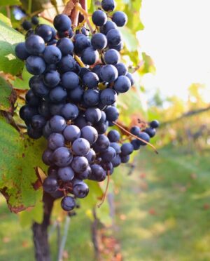 'Walks in the Vineyard' Wine Class: Harvest Season (10/5/25 - Amherst)