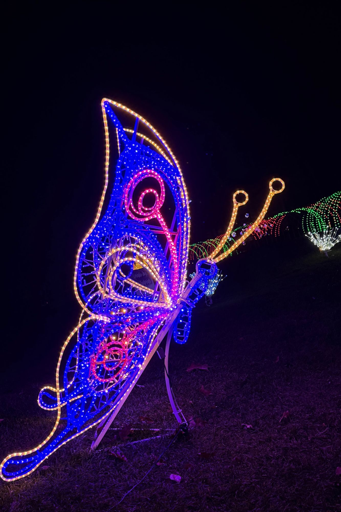 butterfly light at labelle lights in derry nh