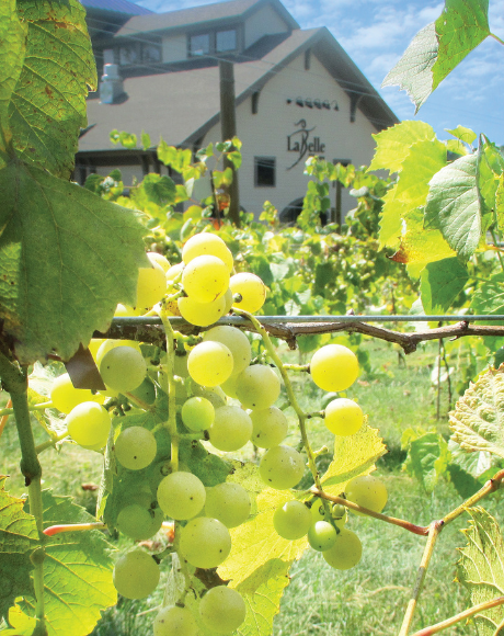 Exclusive LaBelle Club Member Vineyard Talk & Tour Event (7/12/26-Amherst)