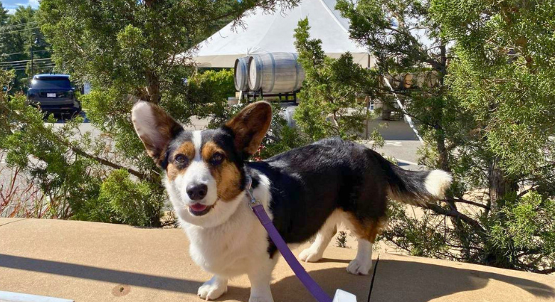 LaBelle Winery Introduces “Pups on the Patio” Dog-Friendly Menu at Both New Hampshire Restaurant Locations