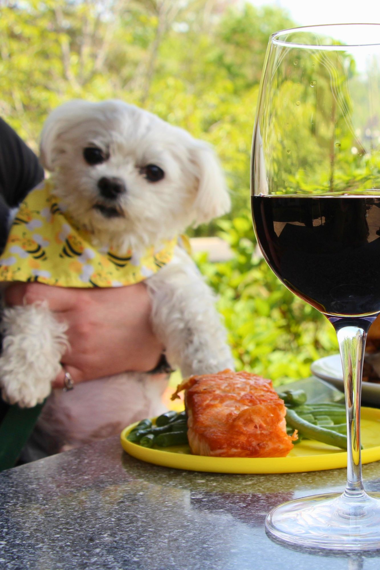 dog friendly restaurants in nh celebrate at labelle winery