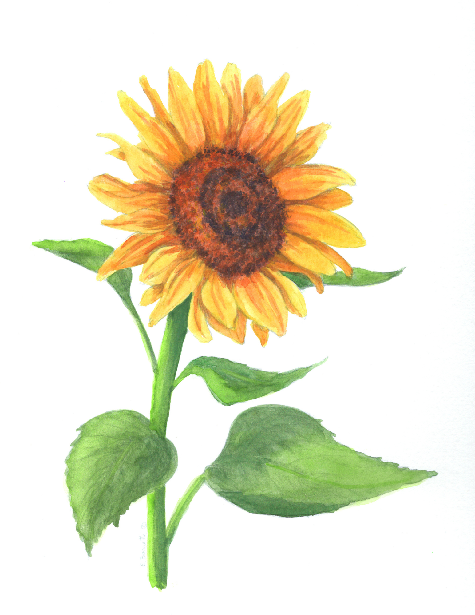 Paint & Sip Class: Sunflower Watercolor Painting (9/16/26- Amherst)